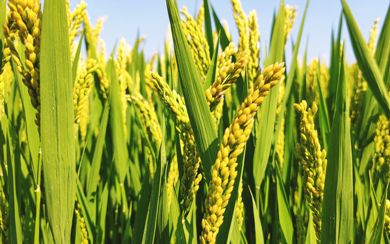 paddy-sourcing